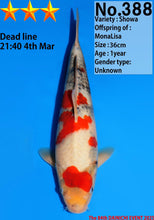 Laden Sie das Bild in den Galerie-Viewer, Dainichi Showa Nisai