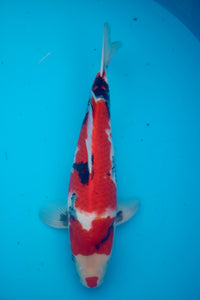 Isa Showa Tosai