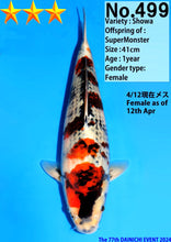 Laden Sie das Bild in den Galerie-Viewer, Dainichi Koi Farm Showa