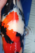 Laden Sie das Bild in den Galerie-Viewer, Isa Showa Nisai