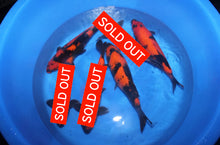 Laden Sie das Bild in den Galerie-Viewer, Shinoda Hi Utsuri Nisai