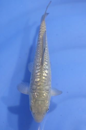 Tosai Ginrin Big Scale Doits Chagoi