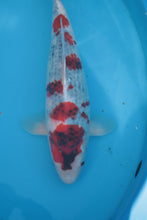 Laden Sie das Bild in den Galerie-Viewer, Dainichi Koi Farm Showa