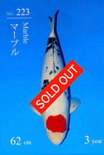 Laden Sie das Bild in den Galerie-Viewer, Sakai HQ Tancho Sanke Sansai