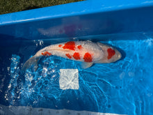 Laden Sie das Bild in den Galerie-Viewer, Dainichi Koi Farm Ginrin Kohaku