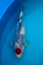 Laden Sie das Bild in den Galerie-Viewer, Tosai Tancho Showa Isa Koi Farm