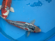 Laden Sie das Bild in den Galerie-Viewer, Hosokai Nisai Mix