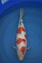 Laden Sie das Bild in den Galerie-Viewer, Dainichi Sanke Nisai 51 cm weiblich