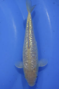 Tosai Big Scale Ginrin Doits Karashi-Chagoi