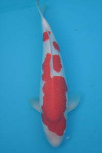 Dainichi Toyota Kohaku Tosai