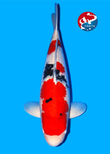 Laden Sie das Bild in den Galerie-Viewer, Tamaura Koi Farm VHQ Sanke 68cm weiblich Sansai