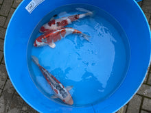 Laden Sie das Bild in den Galerie-Viewer, Hosokai Nisai Mix