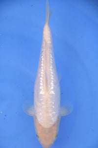 Tosai Ginrin Big Scale Doits Karashigoi