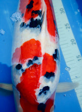 Laden Sie das Bild in den Galerie-Viewer, Sakai Fish Farm VHQ Sanke Sansai