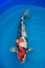 Laden Sie das Bild in den Galerie-Viewer, Isa Showa Nisai