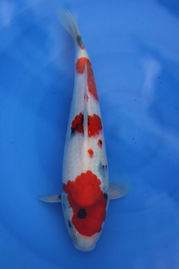 Showa Isa Koi Farm Nisai