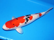 Laden Sie das Bild in den Galerie-Viewer, Tamaura Koi Farm VHQ Sanke 68cm weiblich Sansai