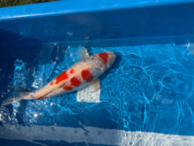 Laden Sie das Bild in den Galerie-Viewer, Dainichi Koi Farm Ginrin Kohaku