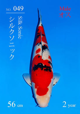 Sakai Fish Farm VHQ Sanke 58 cm Sansai