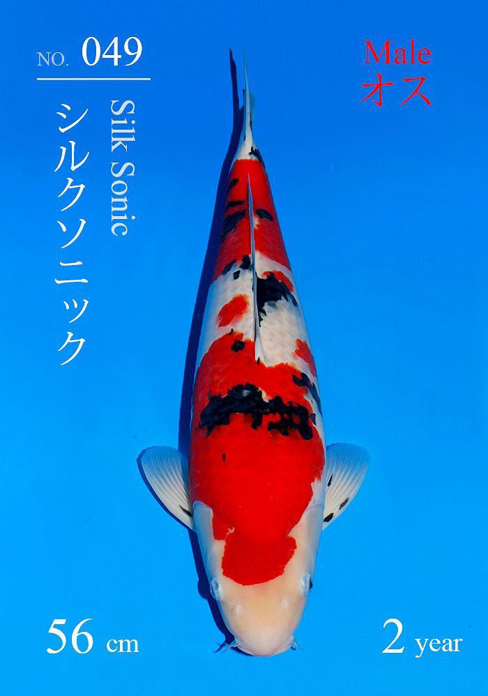 Sakai Fish Farm VHQ Sanke 56 cm Nisai