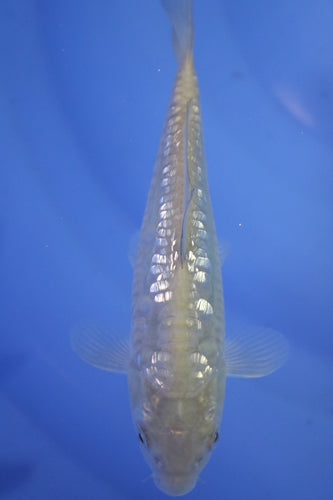 Tosai Big Scale Ginrin Chagoi