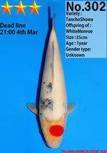 Laden Sie das Bild in den Galerie-Viewer, Dainichi Tancho Showa Nisai 45 cm