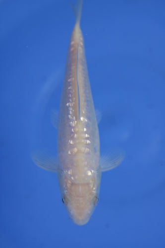 Tosai Big Scale Ginrin Doits Karashigoi