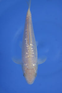 Tosai Big Scale Ginrin Doits Karashigoi