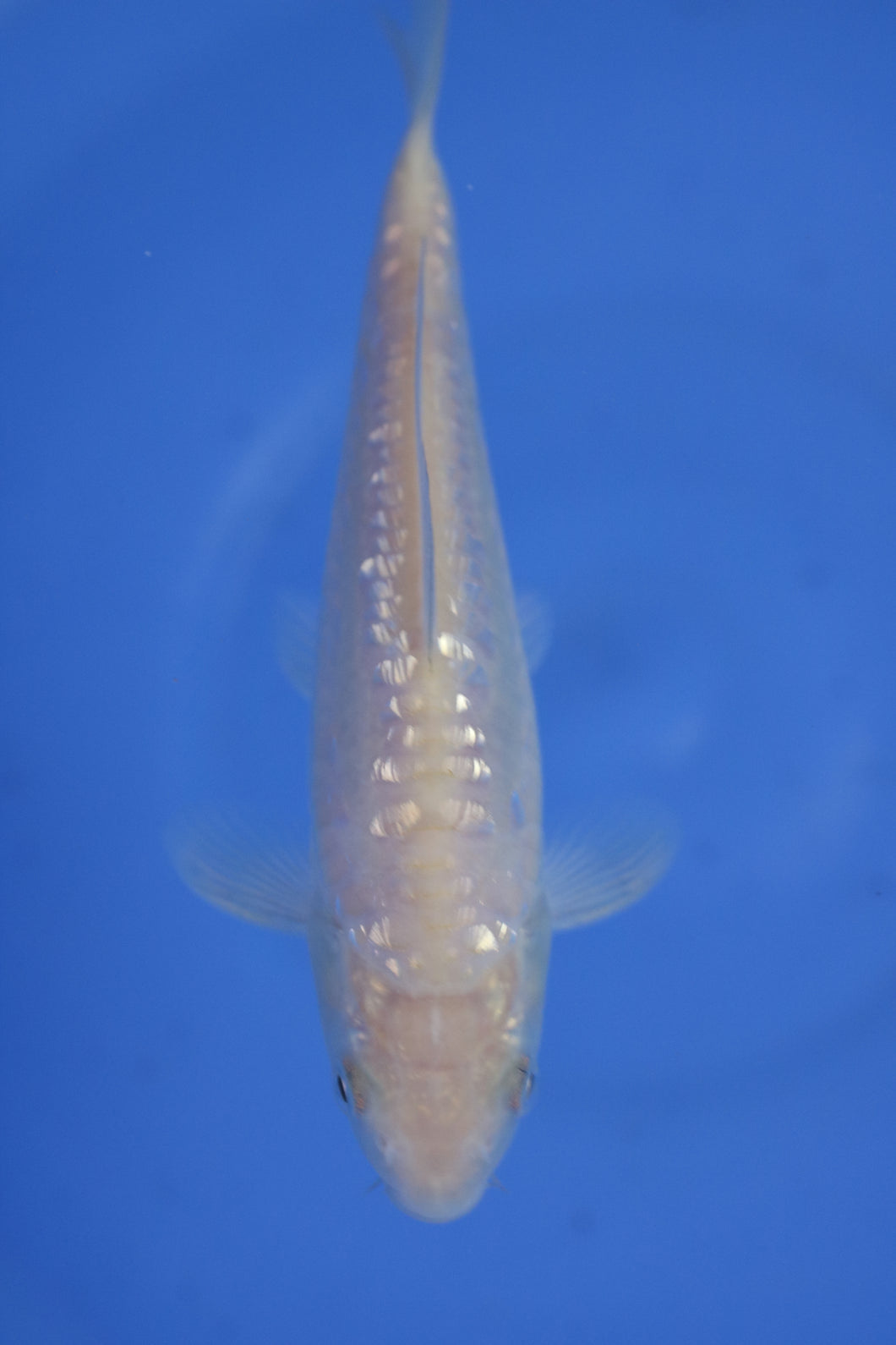 Tosai Big Scale Ginrin Doits Karashigoi
