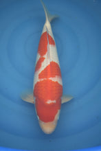 Laden Sie das Bild in den Galerie-Viewer, Dainichi Kohaku Nisai weiblich