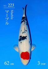 Laden Sie das Bild in den Galerie-Viewer, Sakai HQ Tancho Sanke Sansai