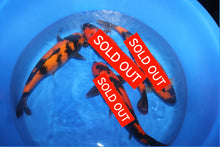 Laden Sie das Bild in den Galerie-Viewer, Shinoda Hi Utsuri Nisai