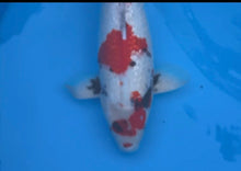 Laden Sie das Bild in den Galerie-Viewer, Shinoda Koi Farm Ginrin Kindai Showa weiblich