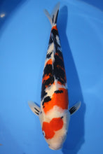 Laden Sie das Bild in den Galerie-Viewer, Ooya Koi Farm HQ Sanke Nisai weiblich