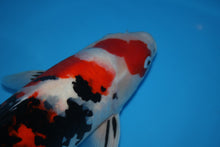 Laden Sie das Bild in den Galerie-Viewer, Ooya Koi Farm HQ Sanke Nisai weiblich