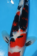 Laden Sie das Bild in den Galerie-Viewer, Ooya Koi Farm HQ Sanke Nisai weiblich