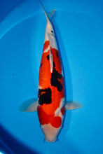 Laden Sie das Bild in den Galerie-Viewer, Ooya Koi Farm HQ Sanke Nisai weiblich