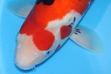 Laden Sie das Bild in den Galerie-Viewer, Ooya Koi Farm HQ Sanke Nisai weiblich