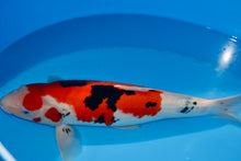 Laden Sie das Bild in den Galerie-Viewer, Ooya Koi Farm HQ Sanke Nisai weiblich