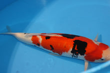 Laden Sie das Bild in den Galerie-Viewer, Ooya Koi Farm HQ Sanke Nisai weiblich