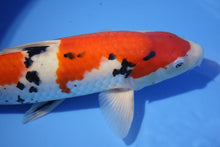 Laden Sie das Bild in den Galerie-Viewer, Ooya Koi Farm HQ Sanke Nisai weiblich