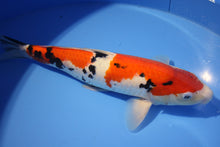 Laden Sie das Bild in den Galerie-Viewer, Ooya Koi Farm HQ Sanke Nisai weiblich