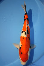 Laden Sie das Bild in den Galerie-Viewer, Ooya Koi Farm HQ Sanke Nisai weiblich