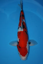 Laden Sie das Bild in den Galerie-Viewer, Ooya Koi Farm HQ Sanke Nisai weiblich