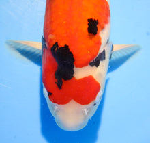 Laden Sie das Bild in den Galerie-Viewer, Ooya Koi Farm HQ Sanke Nisai weiblich