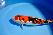 Laden Sie das Bild in den Galerie-Viewer, Ooya Koi Farm HQ Sanke Nisai weiblich