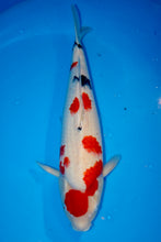 Laden Sie das Bild in den Galerie-Viewer, Ooya Koi Farm HQ Sanke weiblich