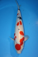 Laden Sie das Bild in den Galerie-Viewer, Ooya Koi Farm HQ Sanke weiblich