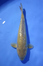 Laden Sie das Bild in den Galerie-Viewer, Doits Big Scale HQ Karashi-Chagoi