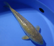 Laden Sie das Bild in den Galerie-Viewer, Doits Big Scale HQ Karashi-Chagoi